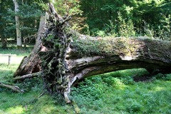 Killikus&reg; Fotographie